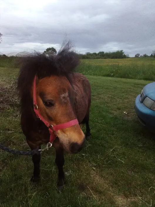 animal lost  Route de Baugy 18800 Saligny-le-Vif 