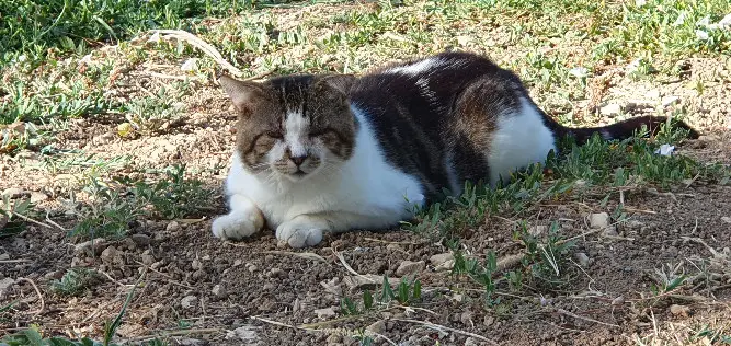 Chat Perdu 04 Alpes-de-Haute-Provence