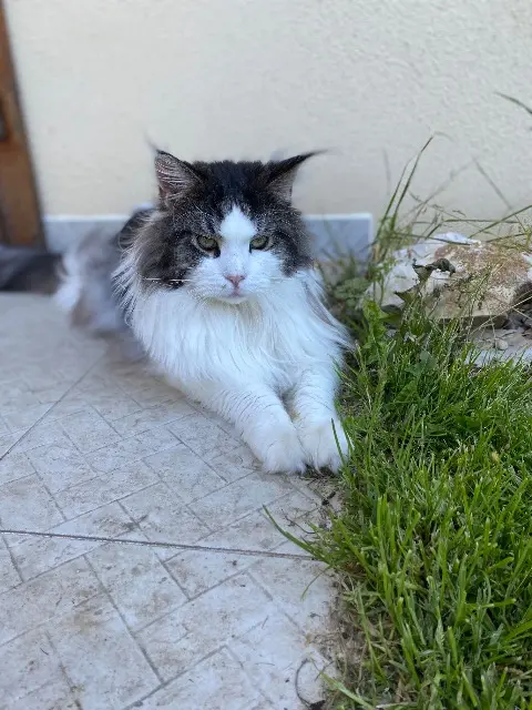 cat lost   10500 Brienne-le-Château Robin