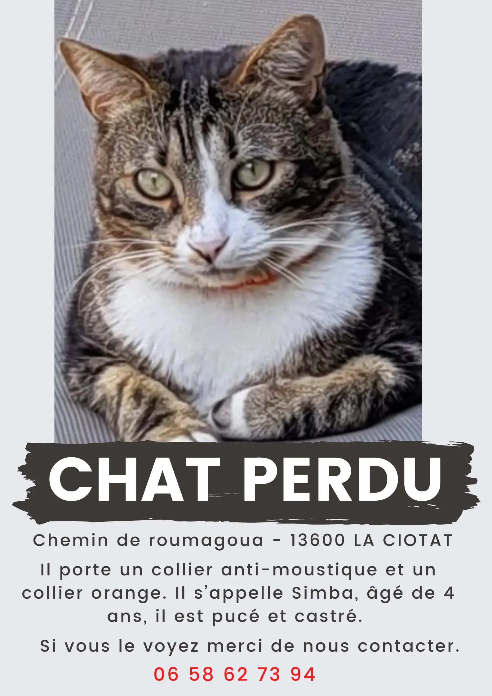 Chat Perdu 13 Bouches-du-Rhône