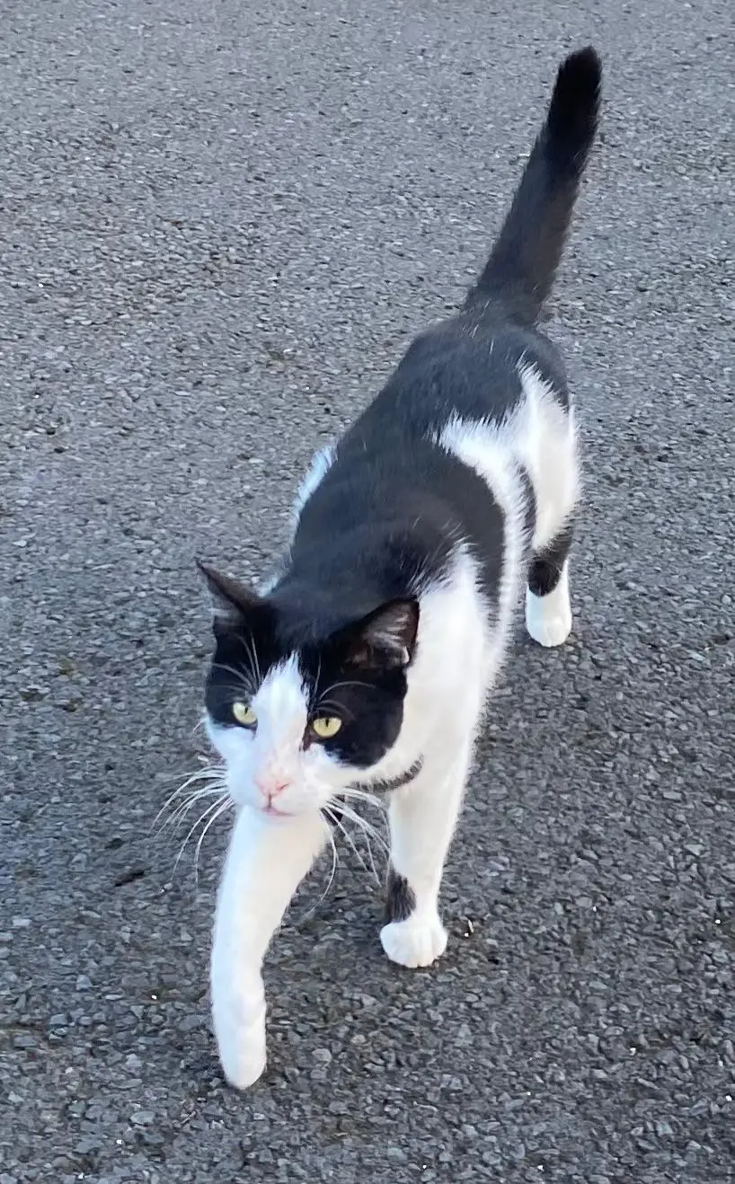 Chat Perdu 15 Cantal