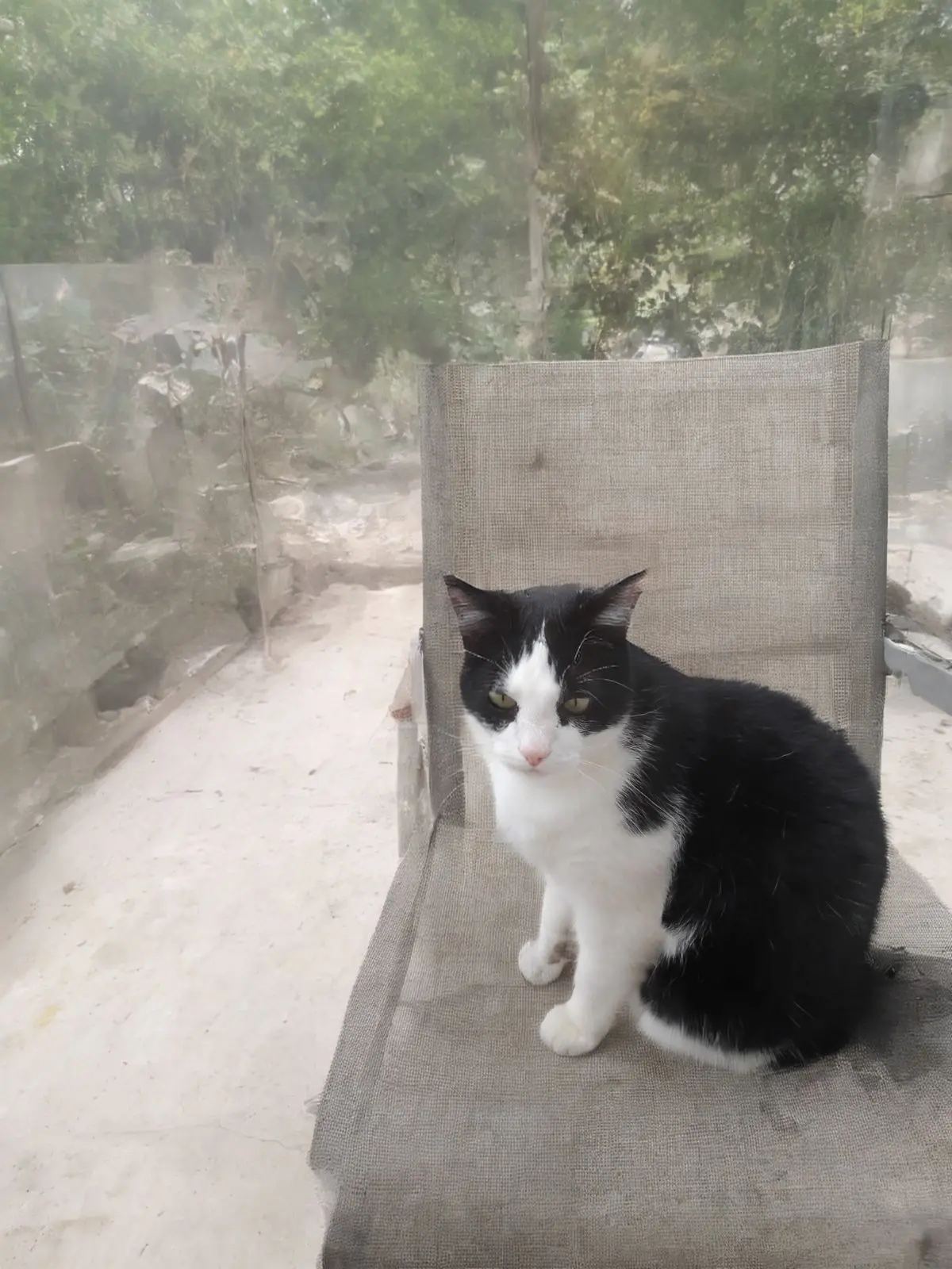 cat lost 6 Rue des Chalets 17200 Royan Coyote 