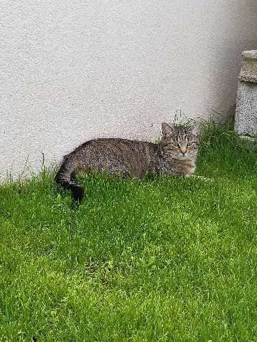 Chat Perdu 17 Charente-Maritime - Natchu