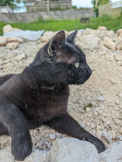 Chat Perdu 17 Charente-Maritime Poursay-Garnaud - Robinson