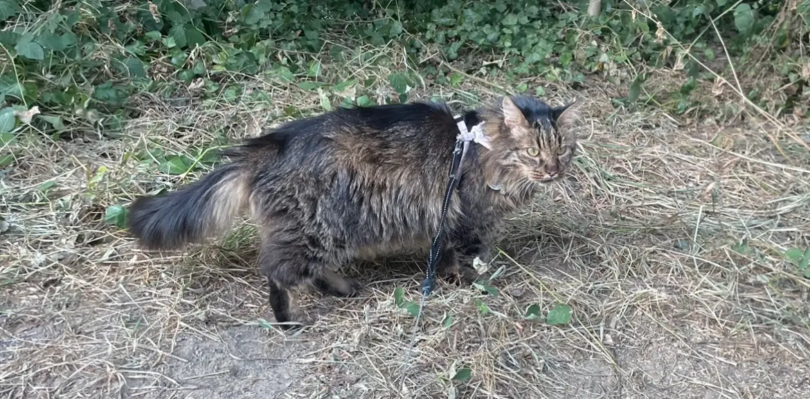 Chat Perdu 19 Corrèze Malemort - Floki