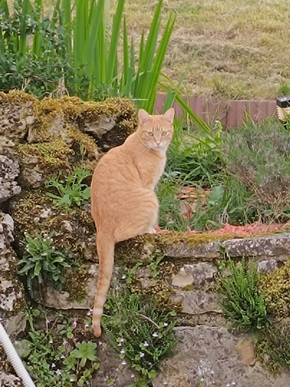 Chat Perdu 19 Corrèze - Roux