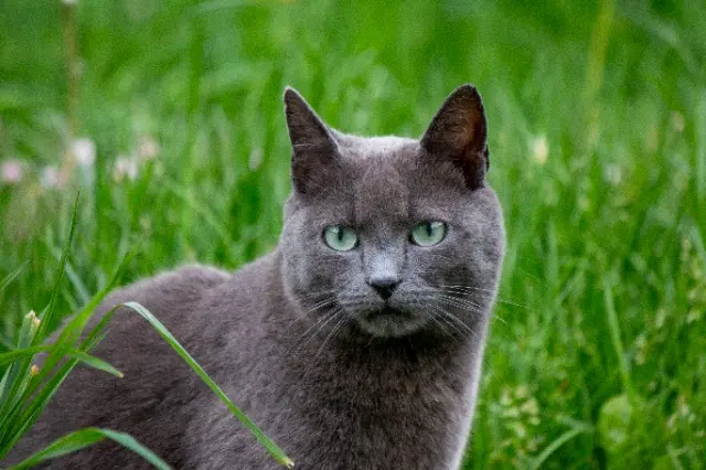 cat lost   19270 Donzenac Samy