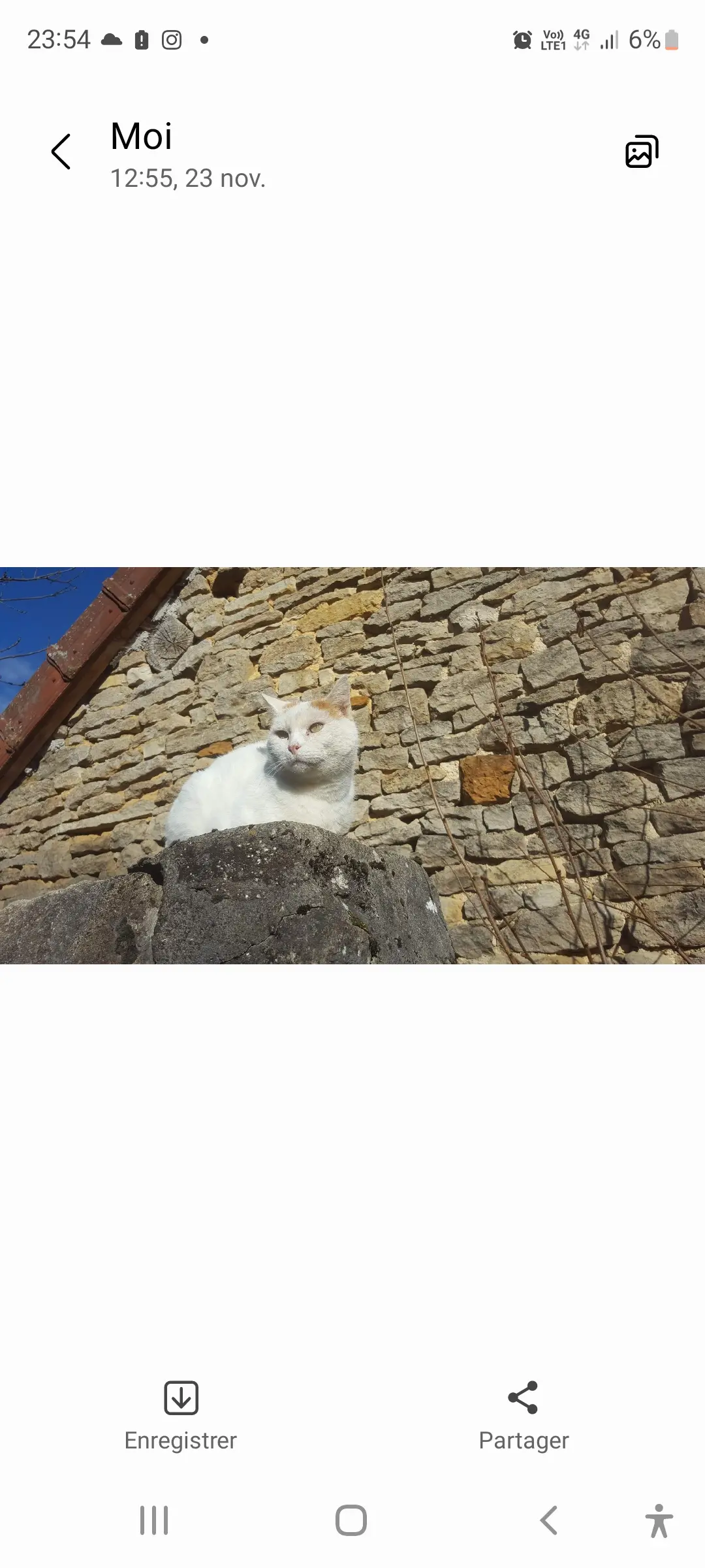 Chat Perdu 21 Côte-d'Or - Nougat