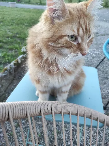 Chat Perdu 24 Dordogne