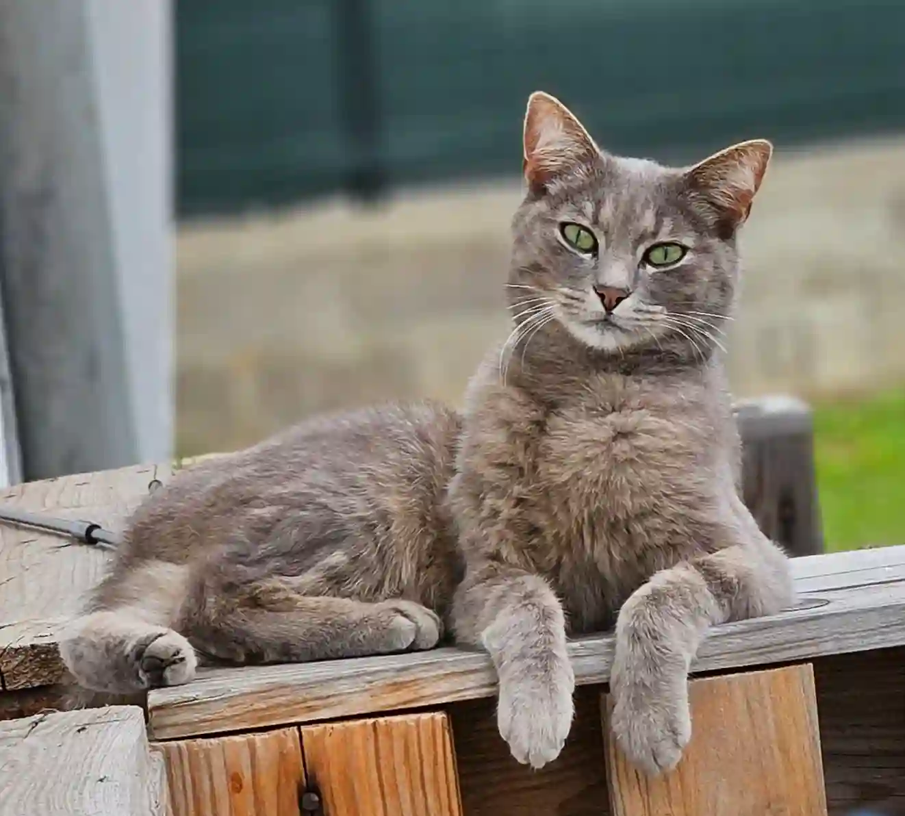 Chat Perdu 25 Doubs - Arès