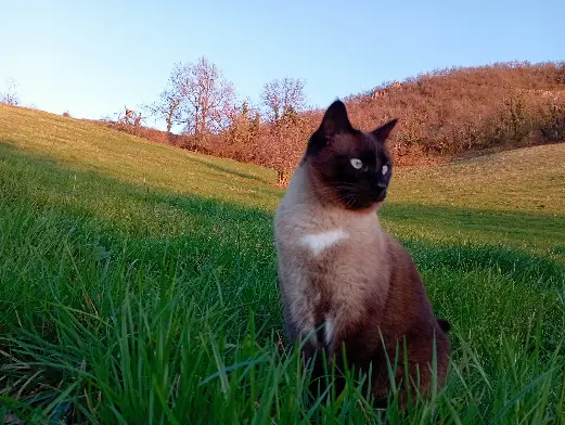 Chat Perdu 26 Drôme