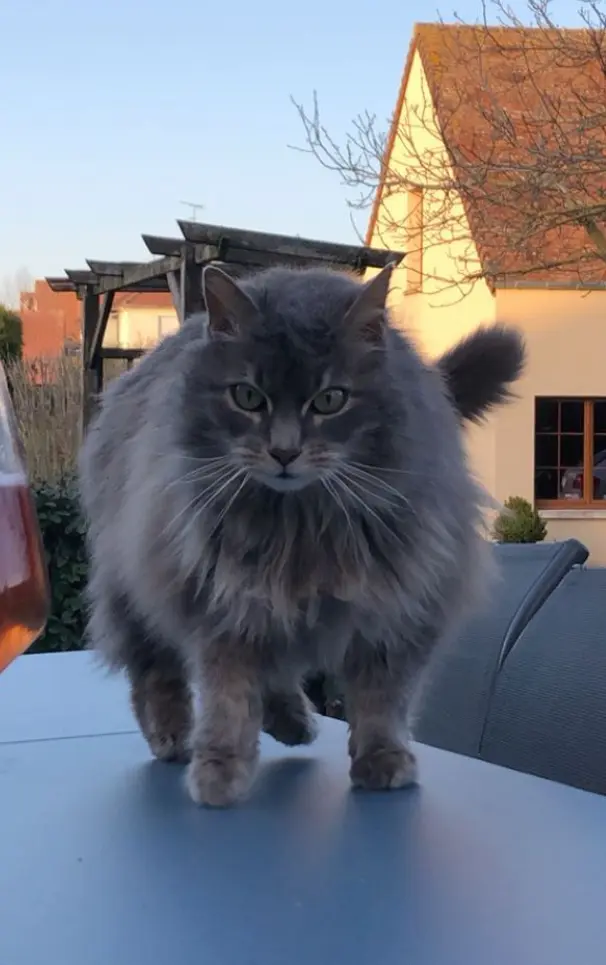 Chat Perdu 27 Eure - Baloo