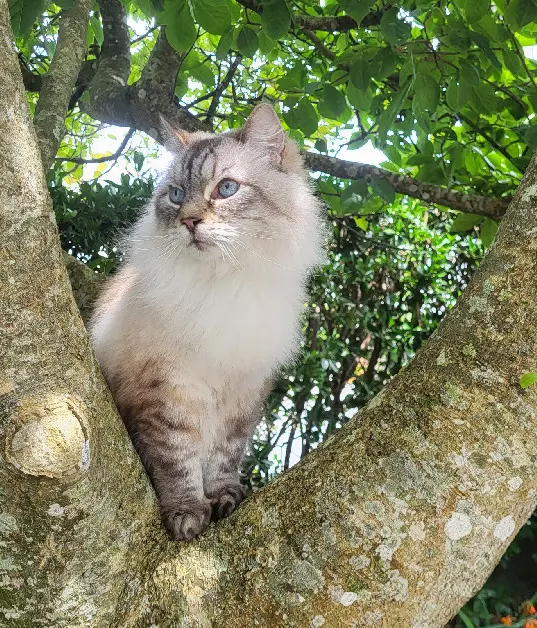 Chat Perdu 29 Finistère Brest - Yuki