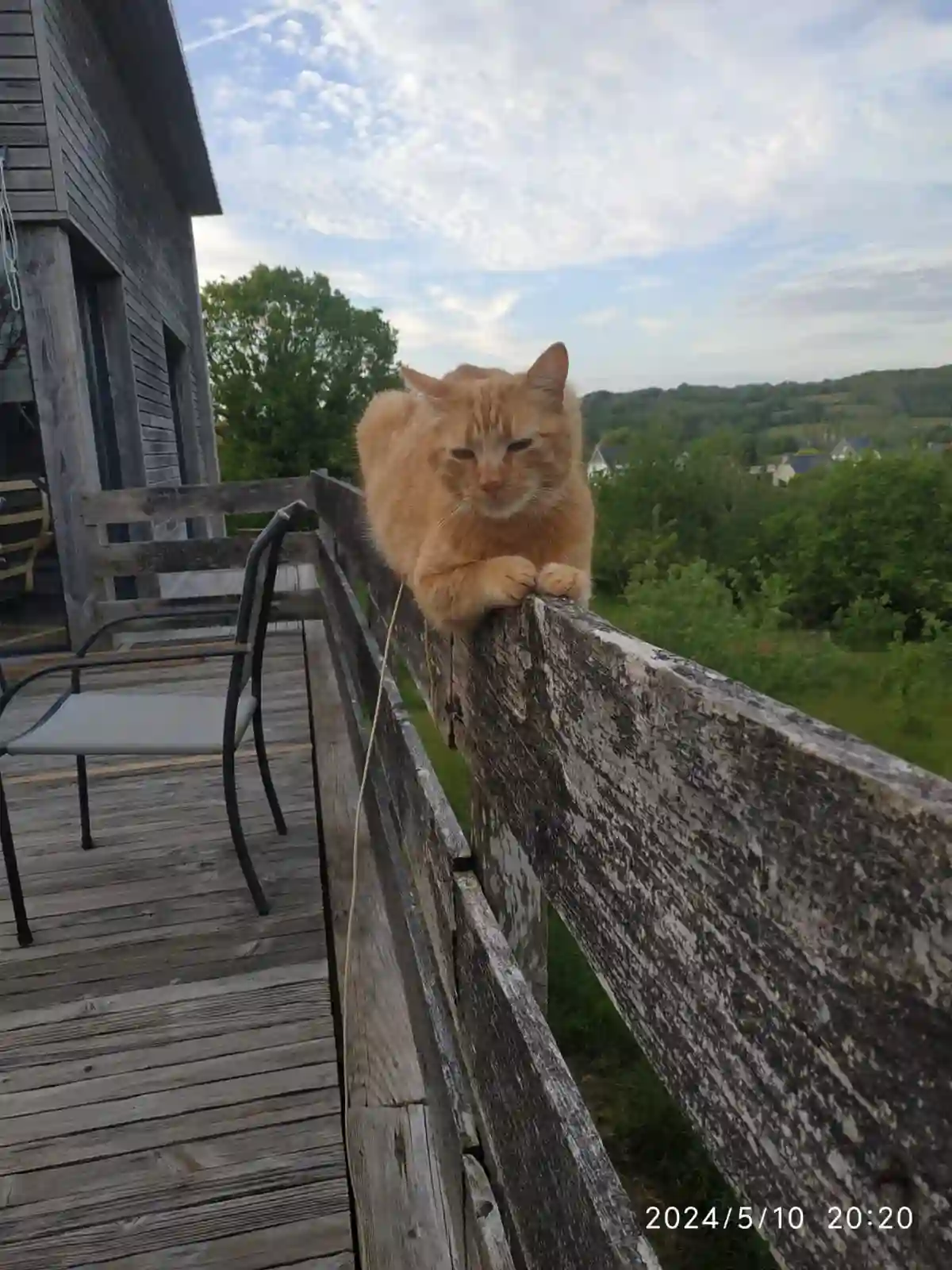 Chat Perdu 29 Finistère - Rosty