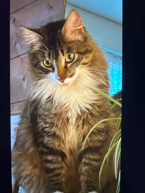 cat lost   29000 Quimper Siska