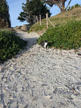 Chat Perdu 29 Finistère - Vérone