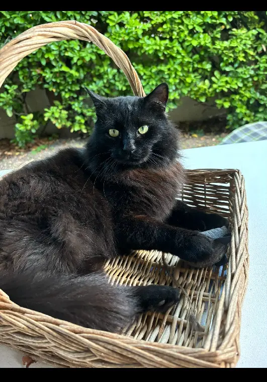 Chat Perdu 30 Gard Nîmes