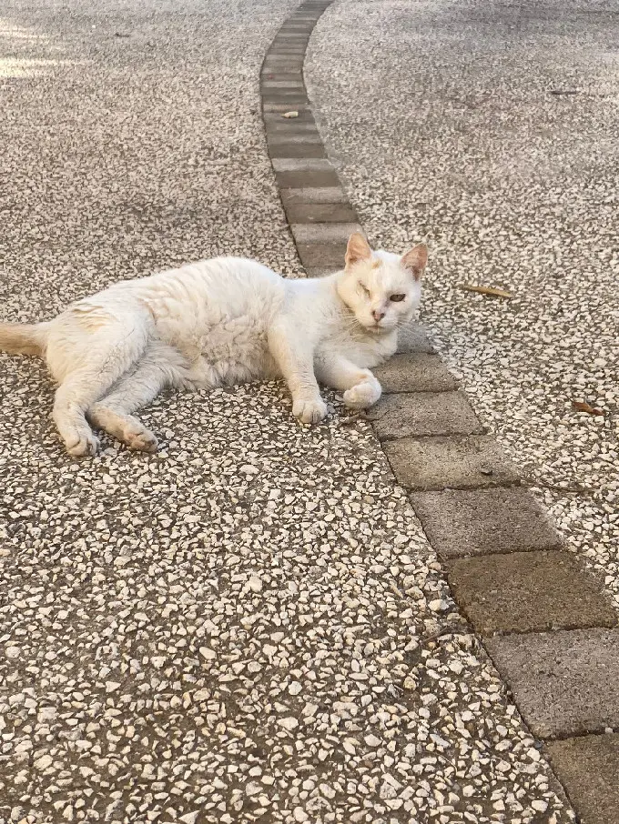 Chat Perdu 30 Gard - Titou