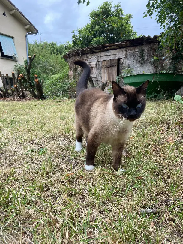 Chat Perdu 31 Haute-Garonne - Sticky