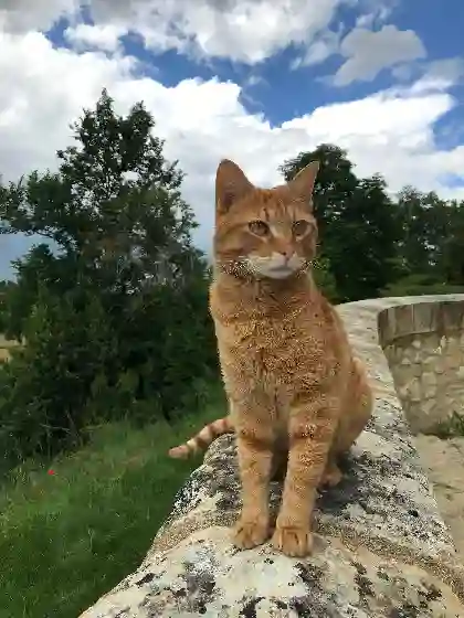 Chat Perdu 32 Gers - Rossini