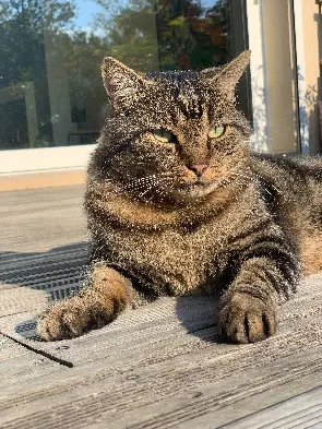 Chat Perdu 33 Gironde - Bambou