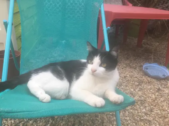 Chat Perdu 34 Hérault Entre-Vignes - Raoul-petit-minet