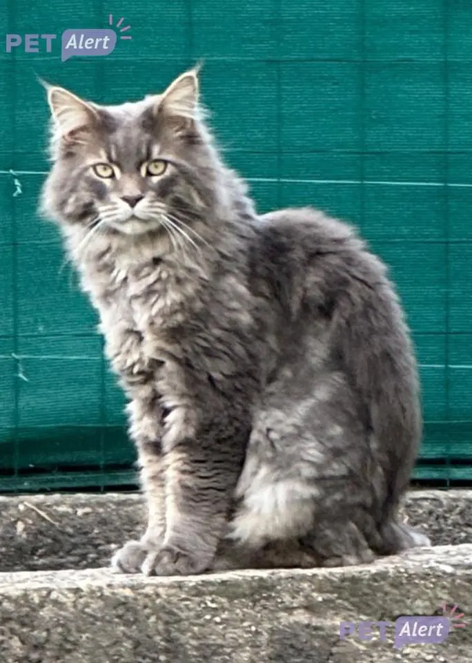 Chat Perdu 34 Hérault - Logan