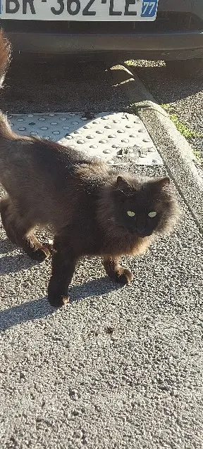 cat lost 9 Rue de la Métairie de l'Oiseau 34087 Montpellier 