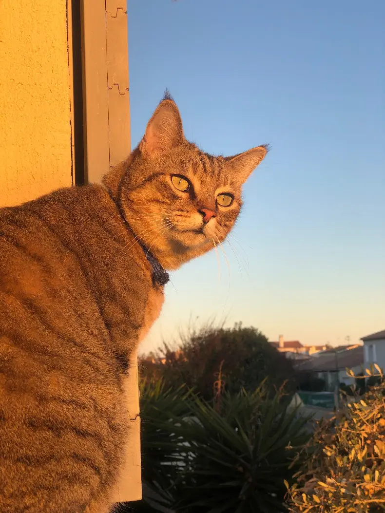 cat lost  Rue Gabriel Péri 34130 Mauguio Podge