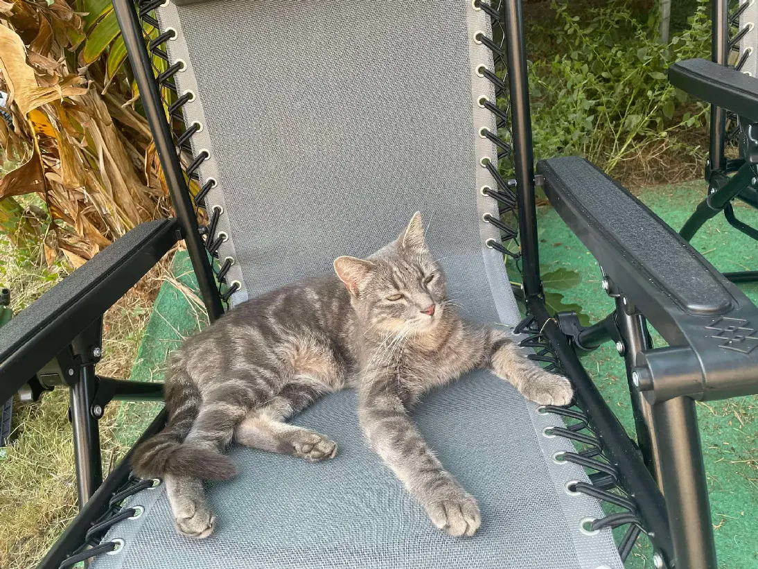 cat lost  D 51 36230 Sarzay Billy