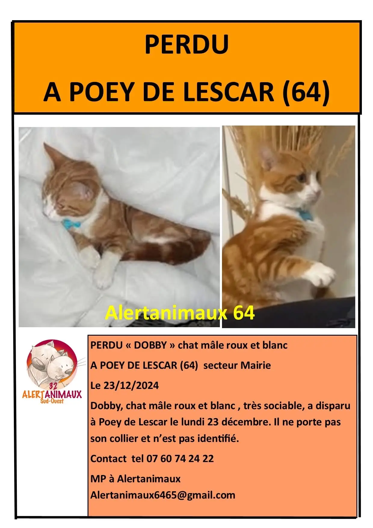 cat lost  D 51 36230 Sarzay Bobby