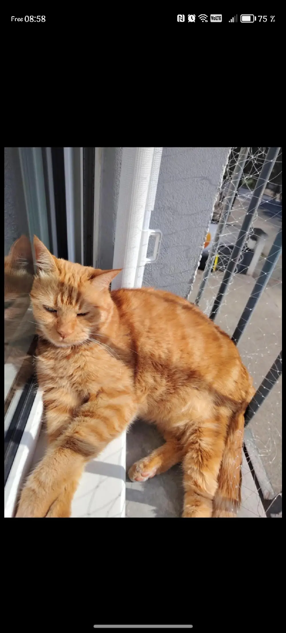 cat lost  D 51 36230 Sarzay Haribo 