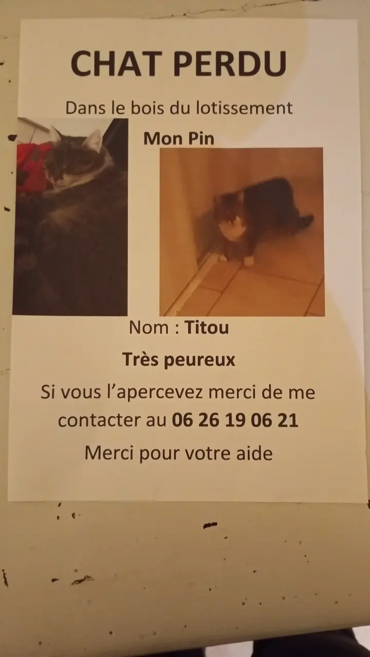 cat lost  D 51 36230 Sarzay 