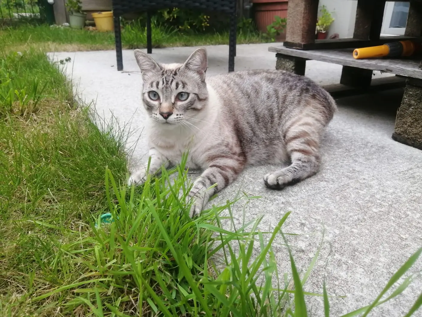 cat lost  D 51 36230 Sarzay Magellan 