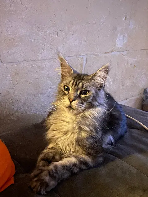 cat lost  D 51 36230 Sarzay Mowgli