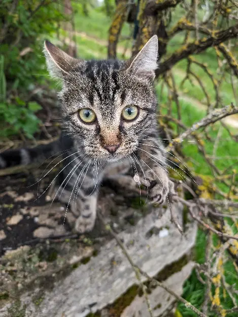 Chat Perdu 36 Indre - Ponyo