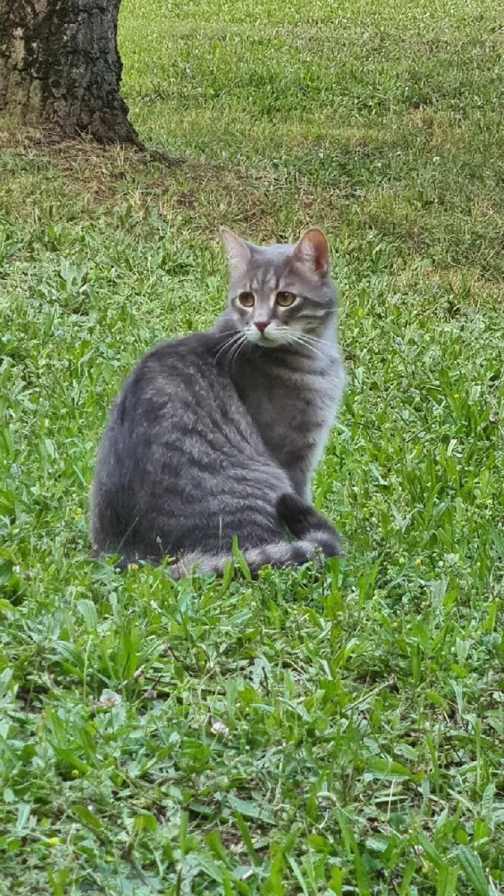 Chat Perdu 37 Indre-et-Loire Tours - Minou