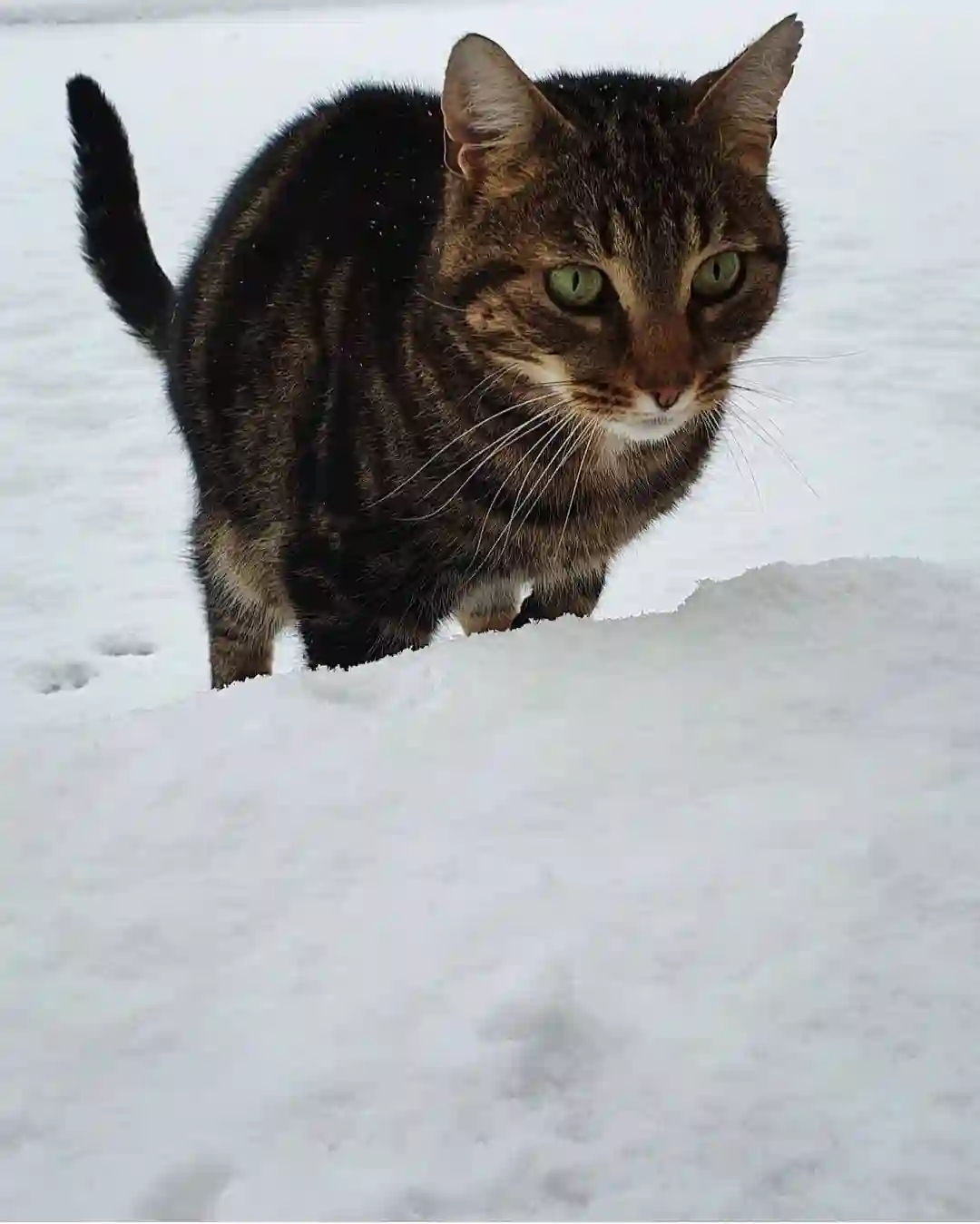 Chat Perdu 37 Indre-et-Loire - Violette