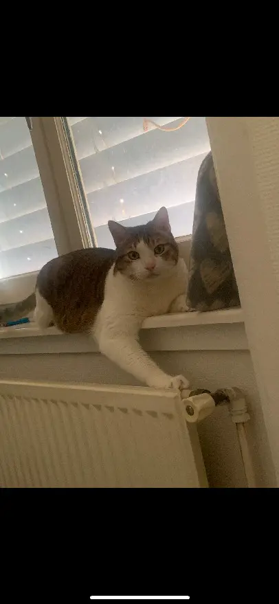 cat lost  Allée des Églantiers 38670 Chasse-sur-Rhône Gatsby