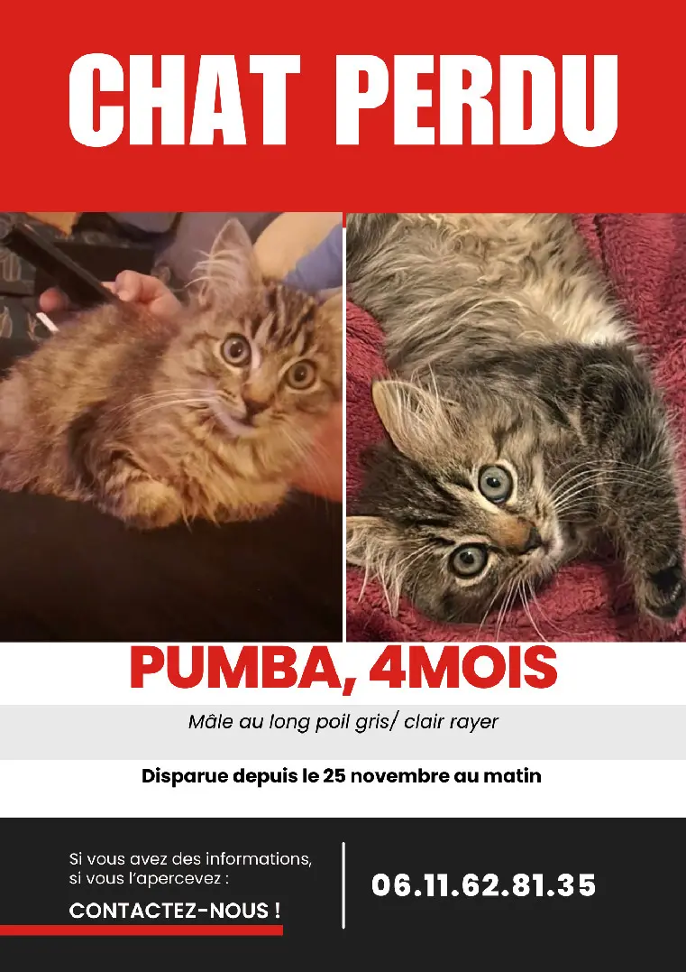 Chat Perdu 38 Isère - Pumba