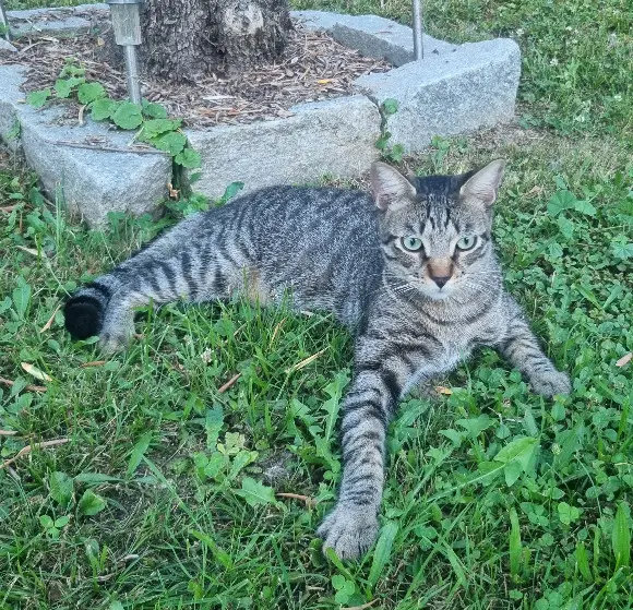 Chat Perdu 38 Isère - Rasta