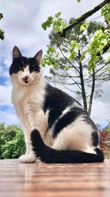 Chat Perdu 38 Isère - Rio