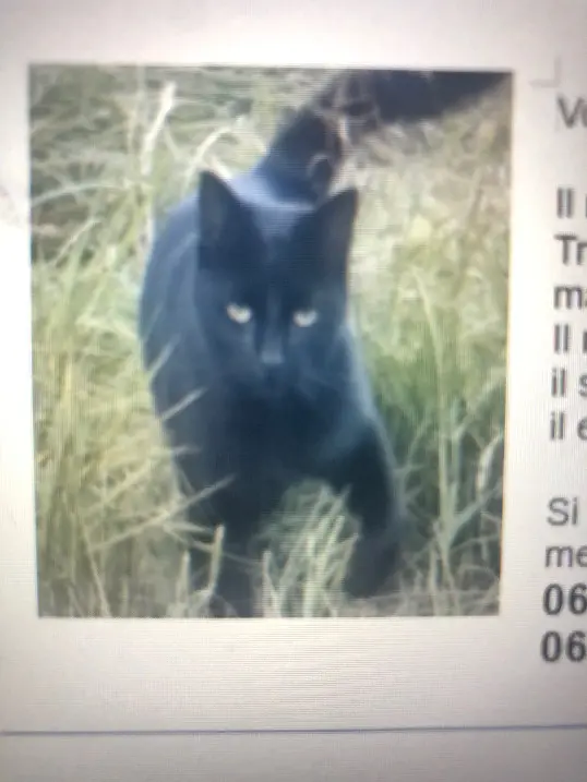 cat lost 27 Chemin des Bourrissières 38270 Moissieu-sur-Dolon 