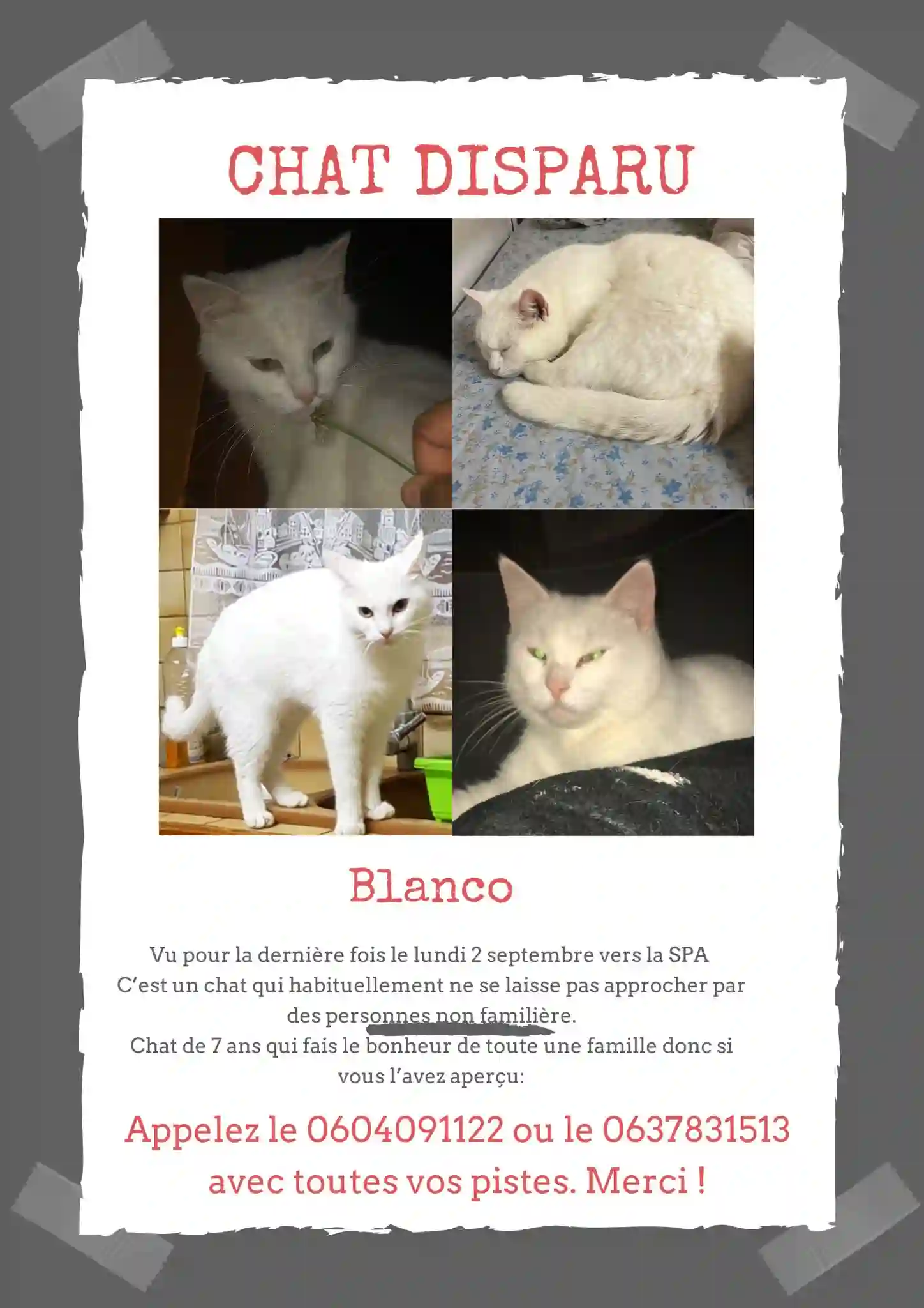 Chat Perdu 40 Landes - Blanco