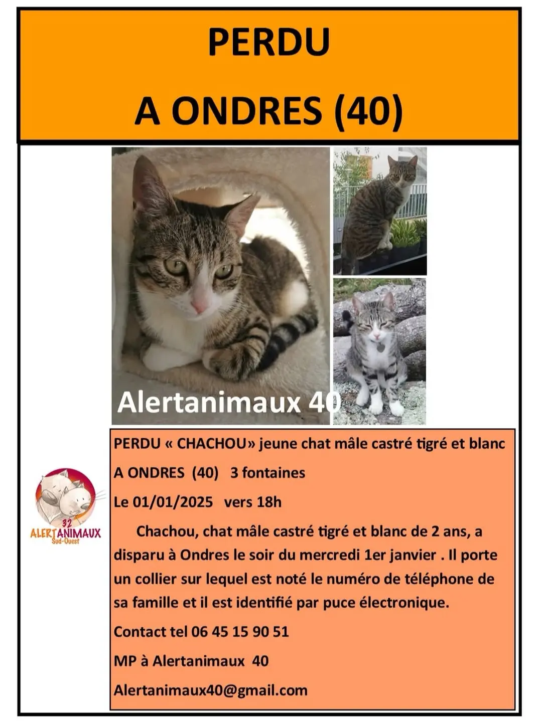 cat lost  Allee des 3 Fontaines 40440 Ondres Chachou 