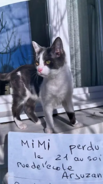 cat lost   40110 Morcenx-la-Nouvelle Mimi