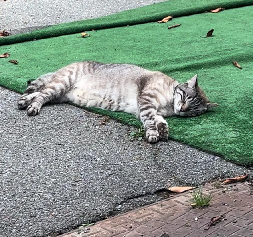 Chat Perdu 40 Landes - Ron