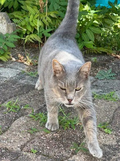 Chat Perdu 45 Loiret Orléans - Grisou