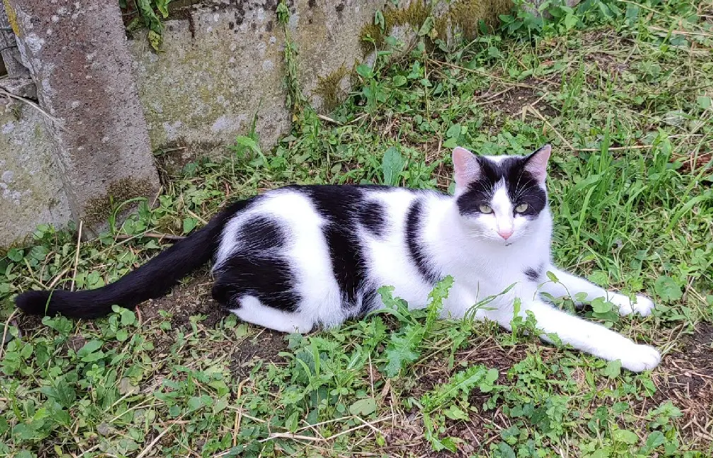 Chat Perdu 49 Maine-et-Loire - Tosca