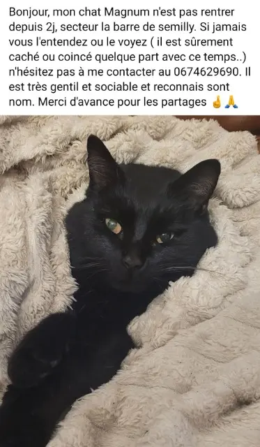 cat lost   50810 La Barre-de-Semilly Magnum